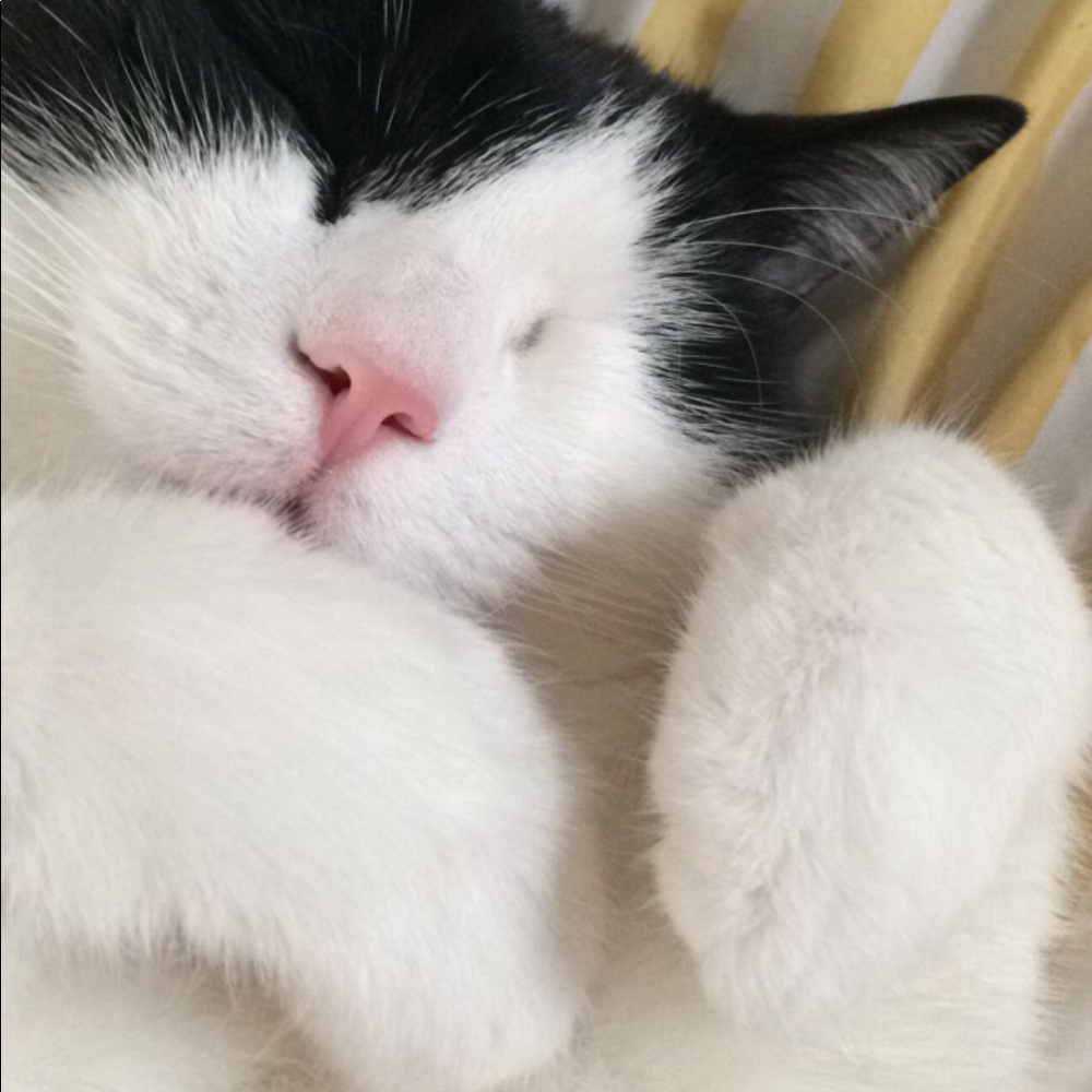 Meet your Posher, Lindsay